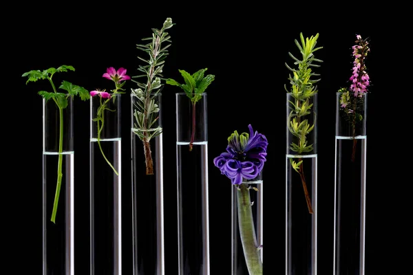 Научные эксперименты на лекарственных растениях — стоковое фото
