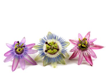 Üç farklı renkte tutku çiçekleri en altta kırpılmış beyaz arkaplanda hizalanır