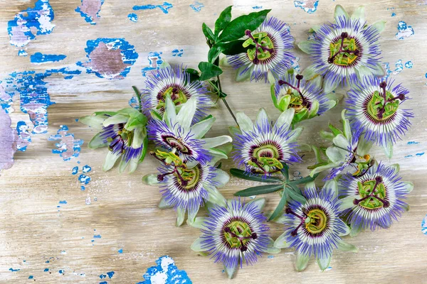 Azul Passionflowers Passiflora Caerulea Flor Medicinal Descascamento Pintura Fundo Madeira — Fotografia de Stock