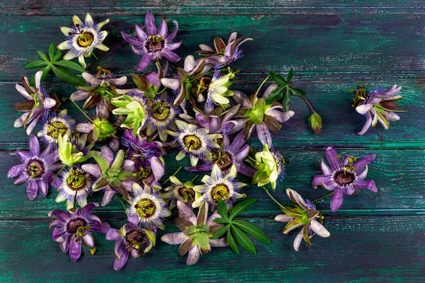 灰绿色木制背景下的菊花和蓝菊花 — 图库照片