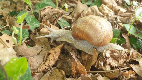 Snail Leaves Wildlife Scene — стоковое фото