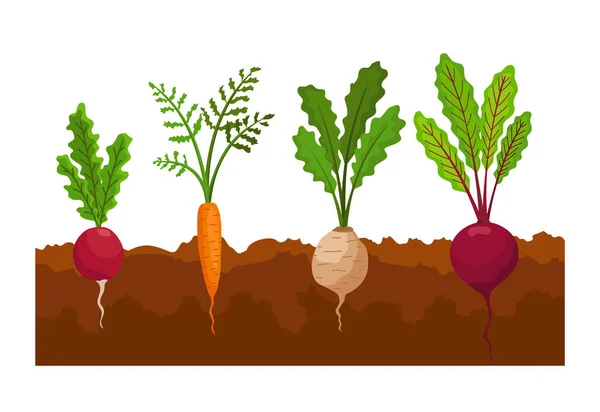 地面に生えている野菜。根の構造を示す植物。レストランメニューや市場ラベルのためのファーム製品。有機・健康食品 — ストックベクタ