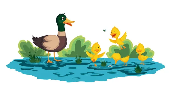 Moeder eend en eendjes lopen of zwemmen op het water. Cartoon wilde vogel met schattige gele baby 's. Eend familie cartoon vector illustratie — Stockvector