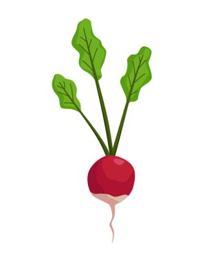 Turp sebze yetiştiriyor. Kök yapısını gösteren bir bitki. Restoran menüsü ya da market etiketi için tarım ürünü. Organik ve sağlıklı yiyecekler.