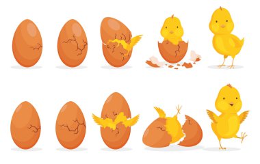 Chicken hatching from the egg. Cartoon baby chick step-by-step born process. Newborn little cute chick, small baby bird emergence from egg, cracked shell. Funny domestic animal