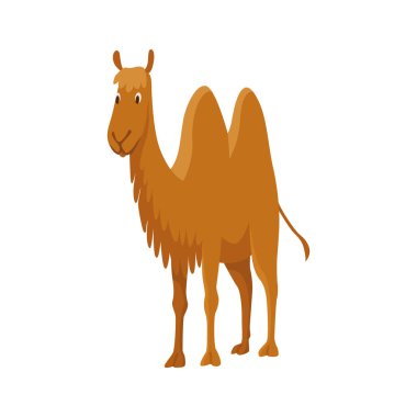 İki hörgüçlü deve, bactrian. Çöl hayvanı ayakta duruyor, yandan bakıyor. Çizgi film vektörü. Düz simge tasarımı, beyaz arkaplanda izole