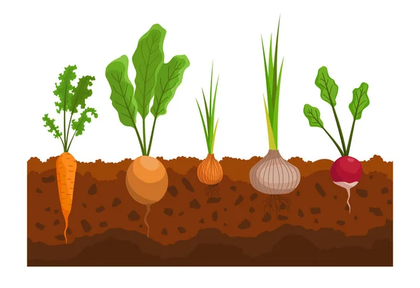 Sayuran tumbuh di tanah. Tanaman menunjukkan struktur akar. Produk pertanian untuk menu restoran atau label pasar. Makanan organik dan sehat - Stok Vektor