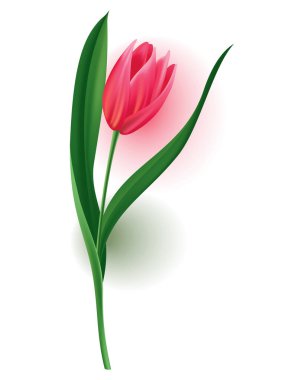 Tomurcuklu gerçekçi lale, yeşil izinli kök. Güzel bahar pembe çiçekleri. Davet, tebrik kartı veya tarih kartı için vektör tasarımı ögesi