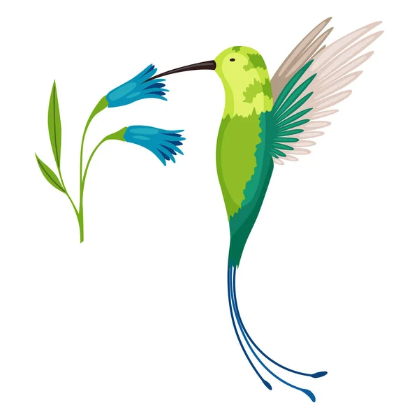 Kolibřík. Mnohobarevné létající tropické colibri s květinou izolované na bílém pozadí. Vektorová ilustrace jasného ráje pták létat přes kvetoucí květ — Stockový vektor