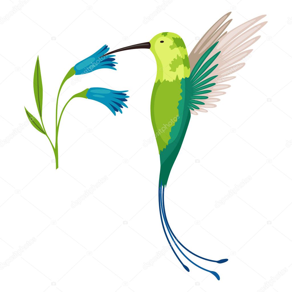 Hummingbird. Multi-colored flying tropical colibri with flower isolated on white background. Vector illustration of bright paradise bird fly over the blooming flower
