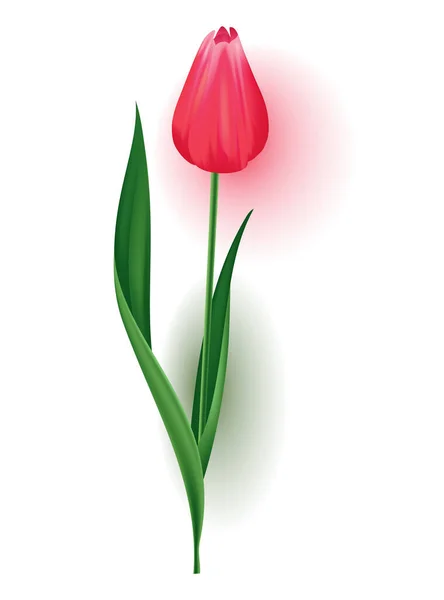 Realistische Tulpe mit Knospe, Stiel mit grünem Blatt. Schöne rosa Blütenblume im Frühling. Vektor-Designelement für Einladung, Grußkarte oder Speicherung der Datumskarte — Stockvektor