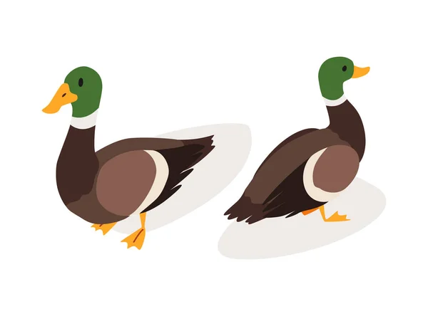 Farm animal isometric. Domestic animal in 3d flat back and front view. Cute game character of duck. Vector icon — ストックベクタ