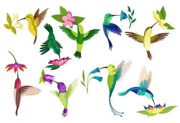 Kolibri Sammlung Vielfarbige Fliegende Tropische Kolibris Mit Verschiedenen Blüten Auf — Stockvektor