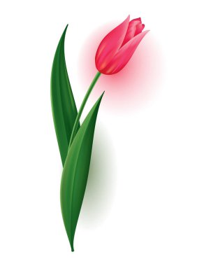 Tomurcuklu gerçekçi lale, yeşil izinli kök. Güzel bahar pembe çiçekleri. Davet, tebrik kartı veya tarih kartı için vektör tasarımı ögesi.