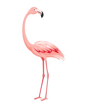 Pembe flamingo. Egzotik tropikal kuş karakteri. İzole edilmiş vahşi hayvan. Doğanın vahşi hayvanları. Şirin Afrikalı kuş ayakta duruyor..