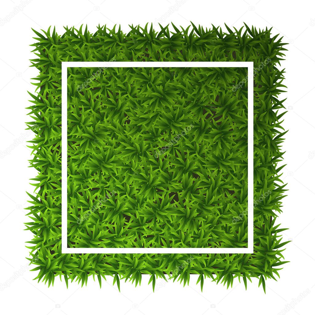 Green grass square. Ground cover plants background texture. Design for card, banner. Piece grasses for you design.