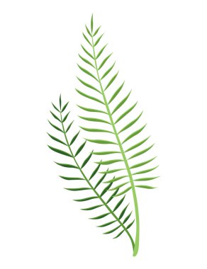 Tropikal yapraklar bitki. Egzotik yapraklar. Yeşil dekoratif orman bitkisi. Vektör el çizilmiş botanik grafik ögesi.