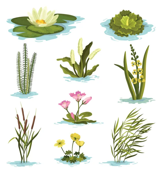 Sammlung Von Sumpf Und Feuchtgebietspflanzen Handgezeichnetes Botanisches Set Schilf Seerose — Stockvektor
