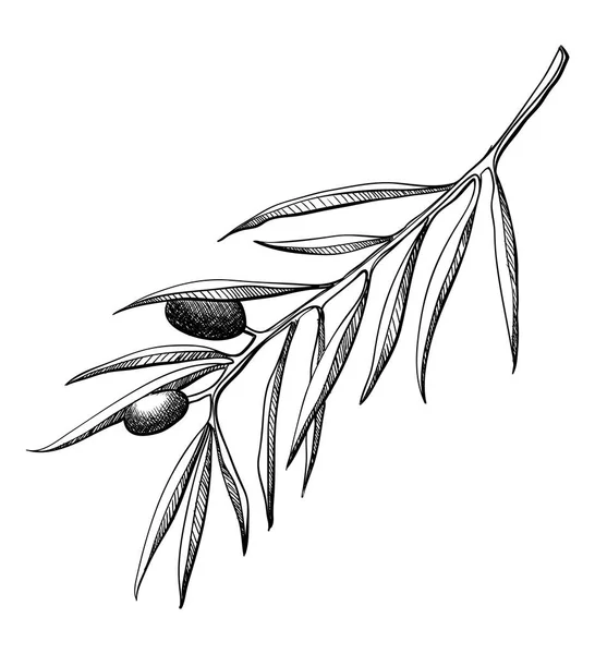 Branche Olivier Illustration Vectorielle Gravure Dessinée Main Isolée Sur Blanc — Image vectorielle