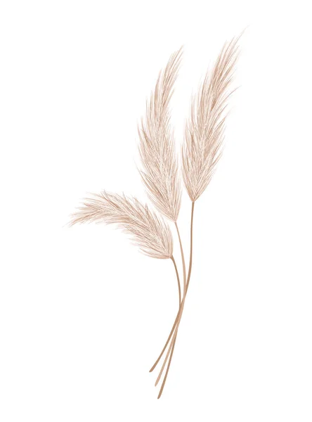 Pampas Grass Branch Dry Feathery Head Plume Used Flower Arrangements — 스톡 벡터