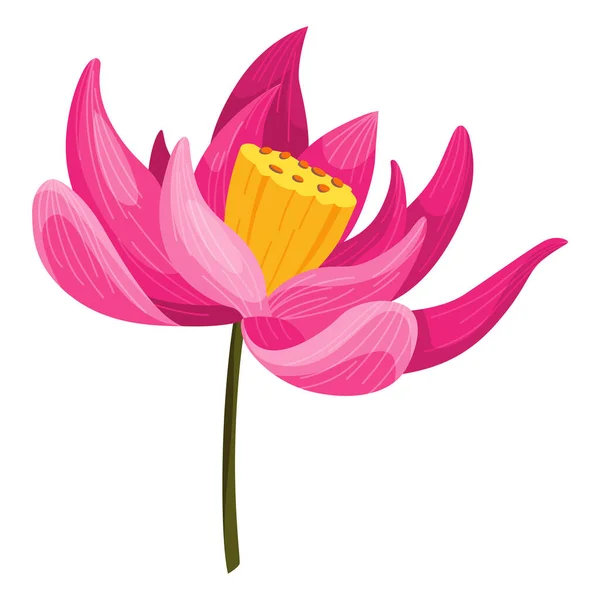 Lotus Pembe Çiçek Reklam Davetiye Için Kök Yapraklar Çiçek Tomurcuk — Stok Vektör