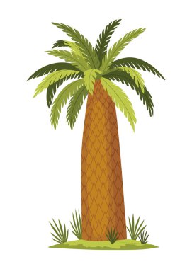 Palm tree with green leaves top and trunk. Exotic fruitful tree. Vector nature flora isolated on white background.