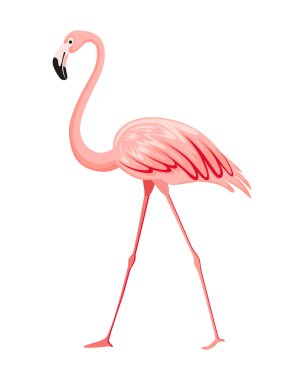 Pembe flamingo. Egzotik tropikal kuş karakteri. İzole edilmiş vahşi hayvan. Doğanın vahşi hayvanları. Şirin Afrikalı kuş ayakta duruyor..