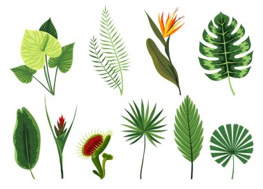 Tropical leaves plants collection. Different type exotic foliage set. Green decorative jungle plants. Vector hand drawn botanical graphic elements.