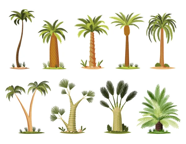 Palm Trees Green Leaves Top Trunks Collection Different Kind Tropical — Stockvector