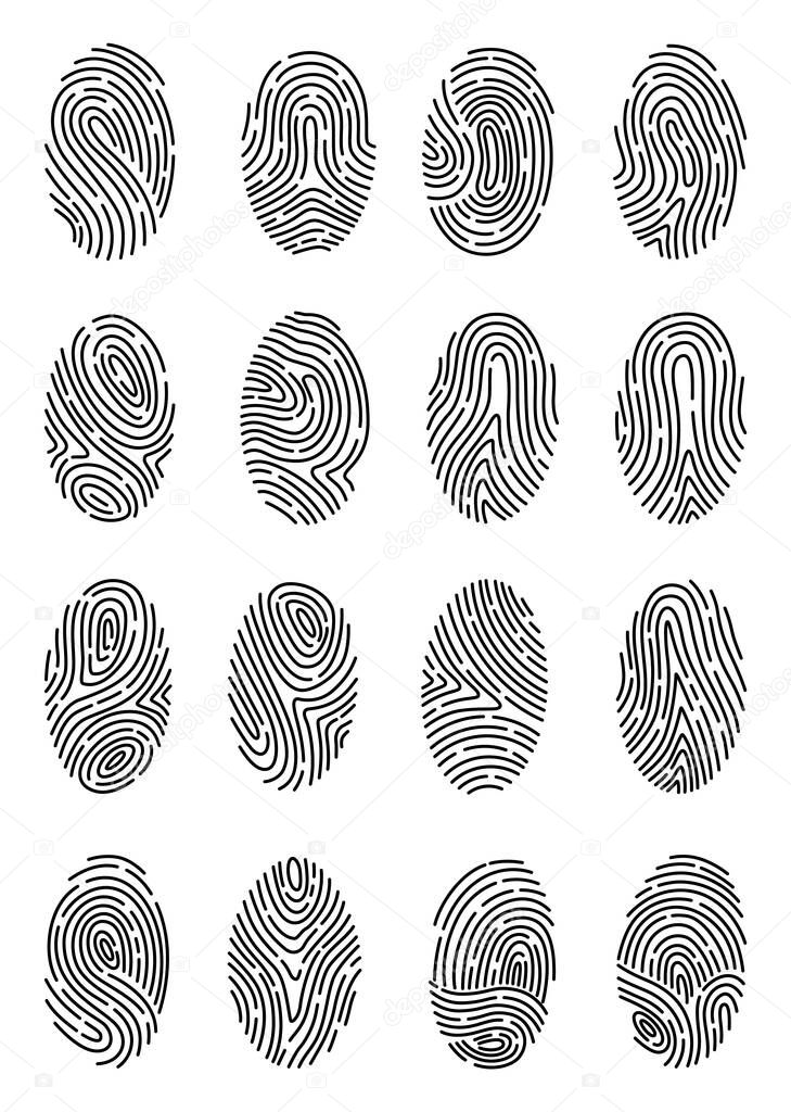 Fingerprint identification collection. Scan fingerprint, security or identification system concepts. Biometric data design. Security system based on thumb lines, vector illustration.