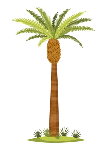 Palm Tree Green Leaves Top Trunk Exotic Fruitful Tree Vector — ストックベクタ