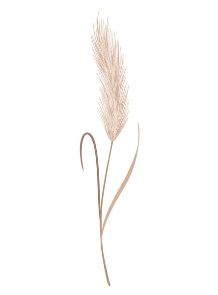 Pampas Grass Branch Dry Feathery Head Plume Used Flower Arrangements — 스톡 벡터