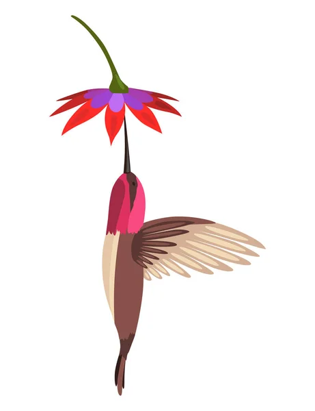 ハチドリ 白い背景に孤立した花を持つ多色の飛行熱帯コリブリ 花の上を飛ぶ明るい楽園鳥のベクトルイラスト — ストックベクタ