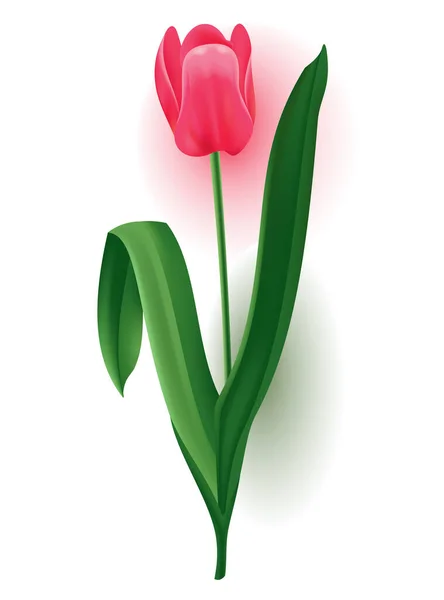 芽を持つ現実的なチューリップ 緑色の葉を持つ茎 美しい春のピンクの花 招待状 グリーティングカードまたは日付カードを保存するためのベクトルデザイン要素 — ストックベクタ