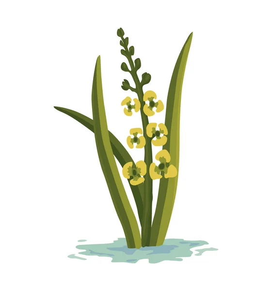 Marsh Wetland Plant Hand Drawn Botanical Item Swamp Flora Fauna — Stock Vector