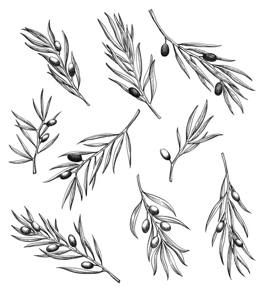 Olive Branches Hand Drawn Engraving Vector Illustration Set Isolated White — Stockvektor