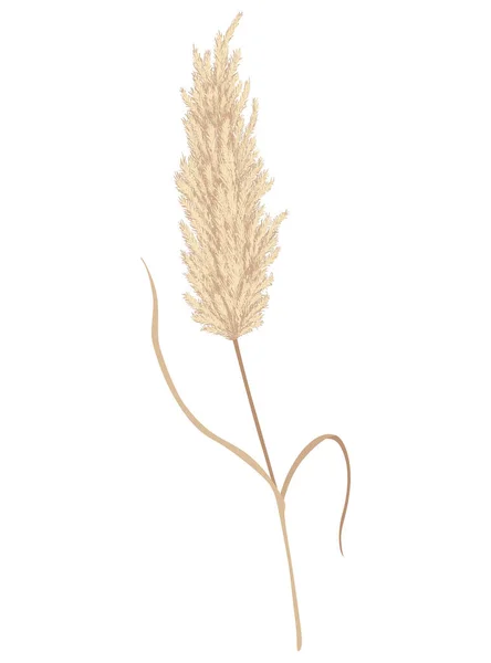 Pampas Grass Branch Dry Feathery Head Plume Used Flower Arrangements — 图库矢量图片