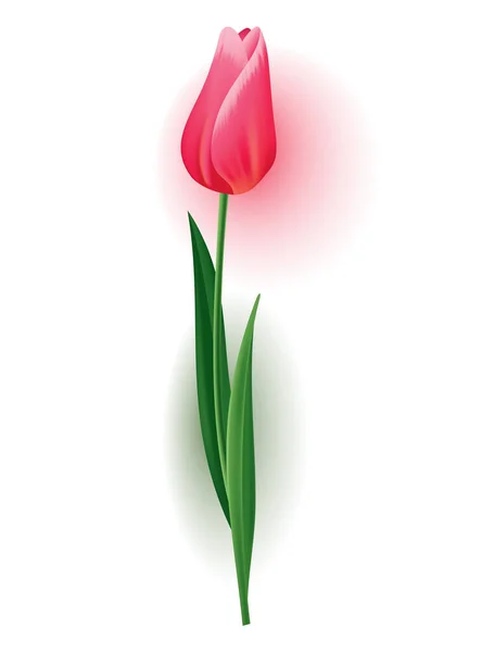 Realistický Tulipán Pupenem Stonek Zeleným Listím Krásná Jarní Růžová Květina — Stockový vektor