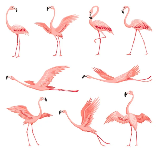 Flamencos Rosados Personajes Exóticos Aves Tropicales Conjunto Animales Salvajes Aislados — Vector de stock