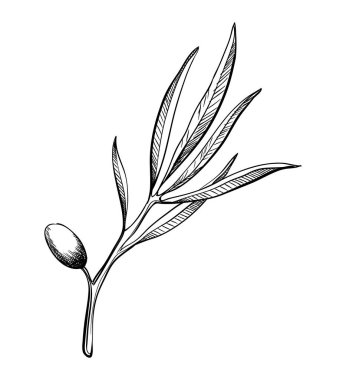 Zeytin dalı, elle çizilmiş vektör çizimi, beyaza izole edilmiş. Eskiz tarzında yapraklar ve siyah meyveler.
