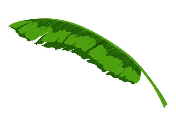 Tropische Bananen Palmbladeren Bladeren Vectorontwerp Geïsoleerd Element Verse Natuurlijke Groene — Stockvector