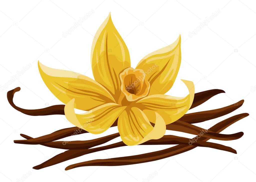 Vanilla flower, pods and sticks. Realistic vector set of isolated elements. Realistic nature spice. Yellow blossom.