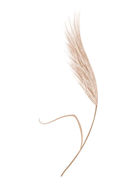 Pampas Grass Branch Dry Feathery Head Plume Used Flower Arrangements — стоковий вектор