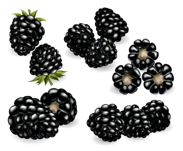 Mûres Fraîches Douces Savoureuses Des Fruits Doux Forest Berry Ensemble — Image vectorielle