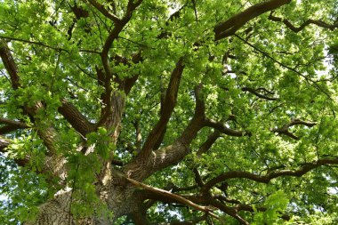 Yaz parkında yeşil ağaçlar Yaz parkında 