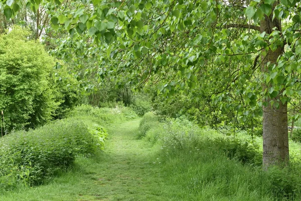 Green Trees Summer Park Summer Park — Stock Photo, Image