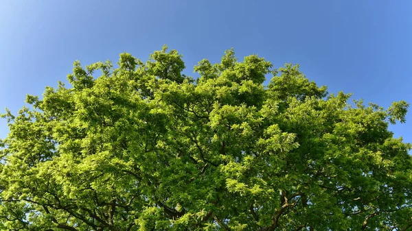 Árvore Verde Fundo Céu Azul — Fotografia de Stock