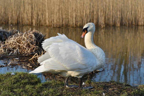 Bílá Labuť Cygnus Olor Sedí Břehu Jezera — Stock fotografie