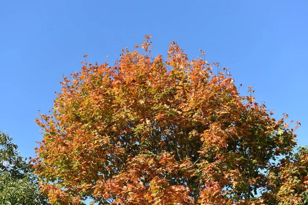 Rött Gult Träd Blå Himmel Bakgrund — Stockfoto