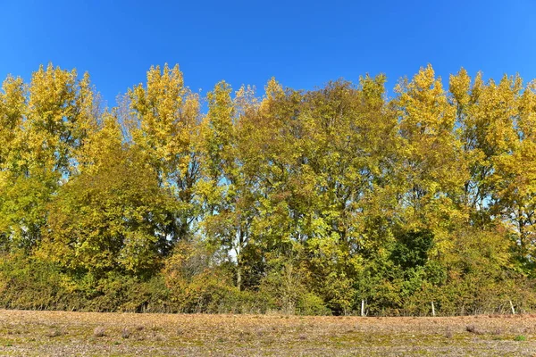 Amarelo Plantas Outonais Árvores Fundo Céu Azul — Fotografia de Stock